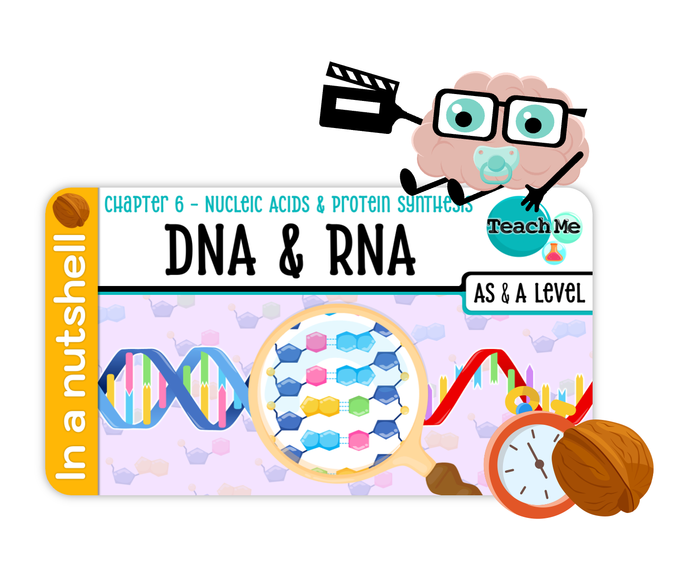 Chapter 6 - Nucleic Acids & Protein Synthesis — TeachMe